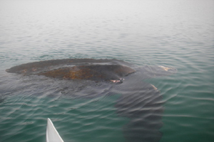 Leatherback turtle, Strangford Lough 17/02/08 © Andy Elliott